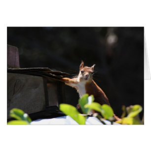 Red Squirrel, Tresco