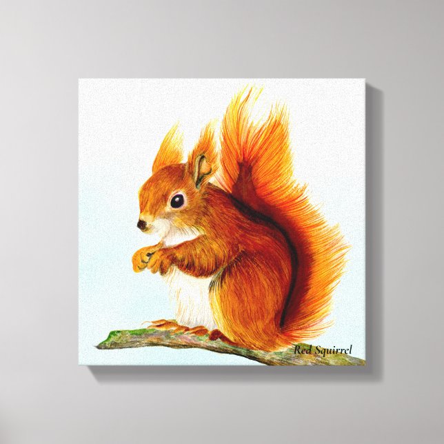 Red Squirrel Watercolor Painting  Canvas Print (Front)