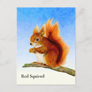 Red Squirrel Watercolor Painting Postcard