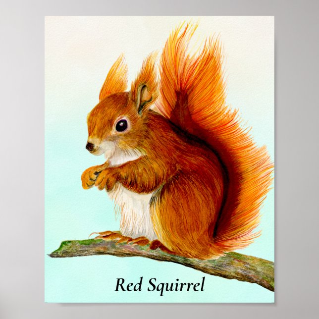 Red Squirrel Watercolor Painting Poster (Front)