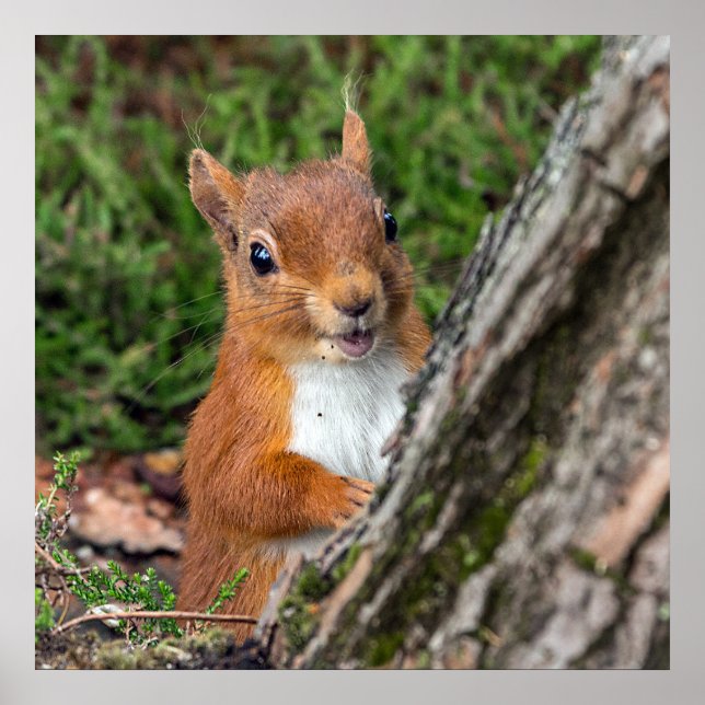 red squirrel wildlife photograph poster (Front)