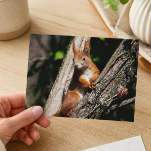 Red Squirrel Wildlife Photography Postcard