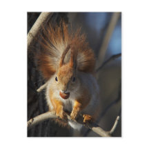 Red Squirrel with a Hazelnut