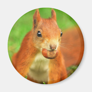 Red Squirrel with a nut Magnet