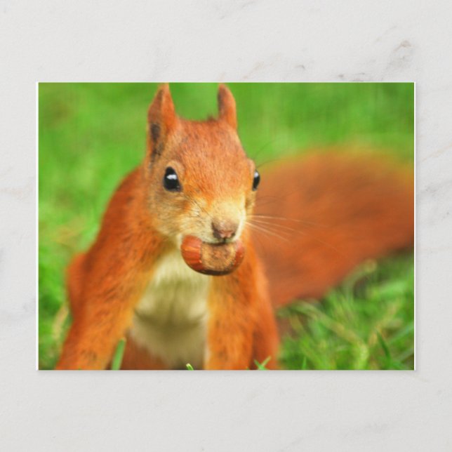 Red Squirrel with a nut Postcard (Front)