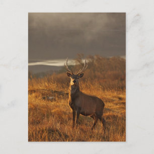 Red Stag Postcard