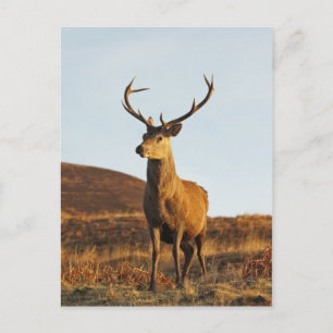 Red Stag Postcard