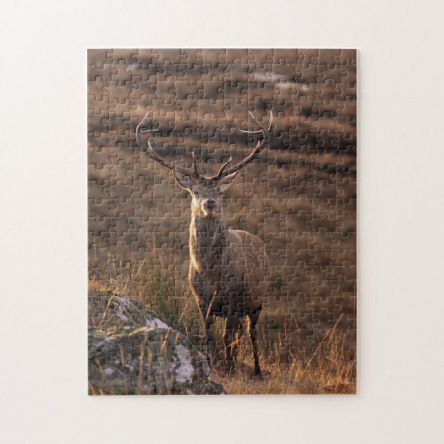 Red Stag Puzzle/Jigsaw Jigsaw Puzzle (Vertical)