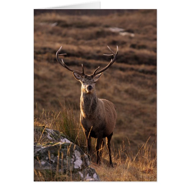 Red Stags Card (Front)