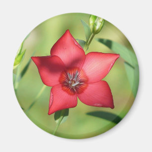 Red Star Flower Green Foliage Magnet