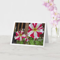 Red Star Petunia Flowers