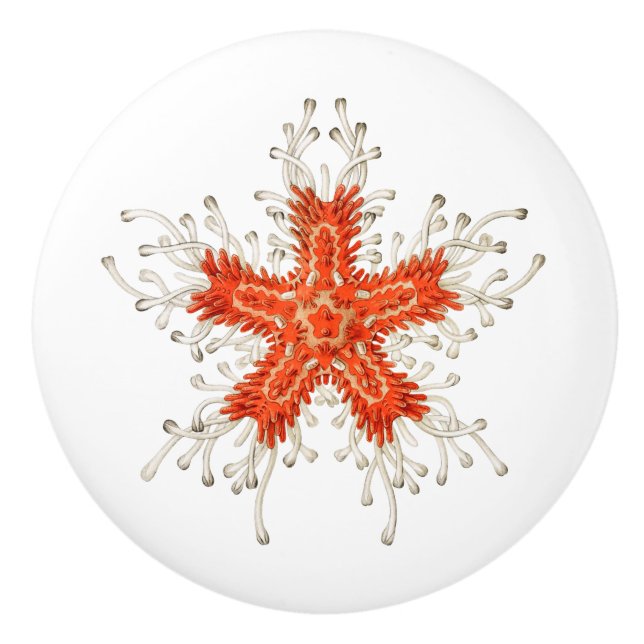 Red starfish ceramic knob (Front)