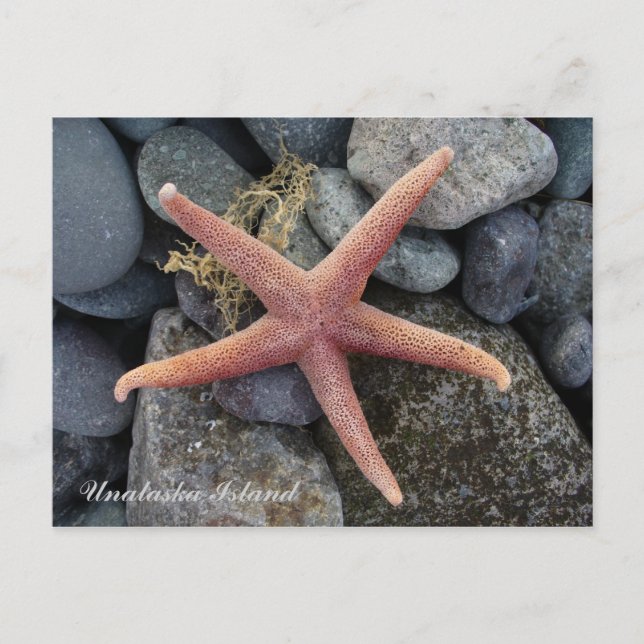 Red Starfish, Unalaska Island Postcard (Front)