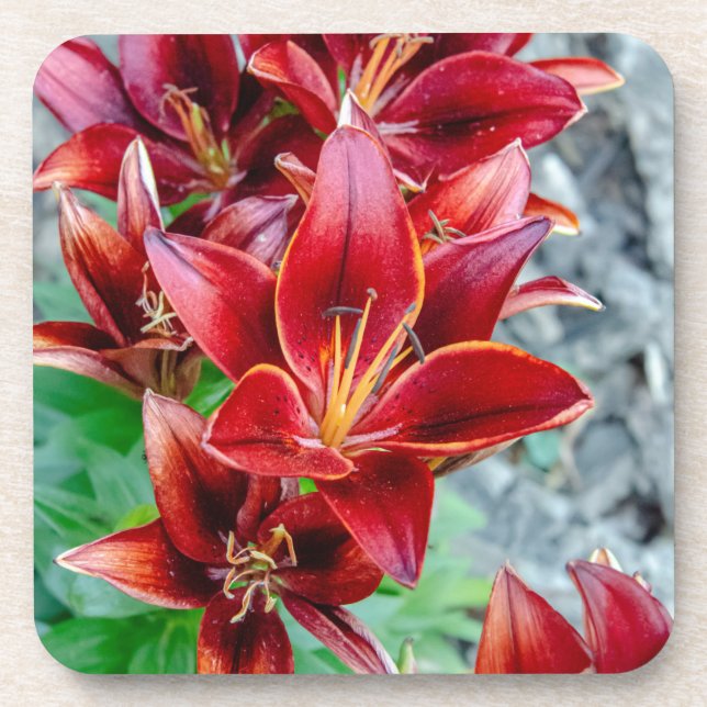 Red Stargazer Lily Coaster (Front)