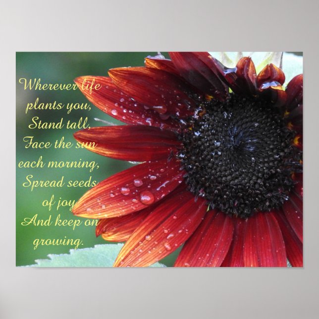 Red Sunflower, Inspirational Advice Poster (Front)