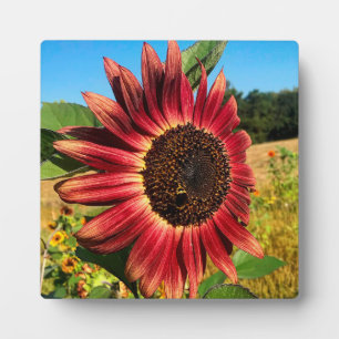 Red Sunflower Plaque