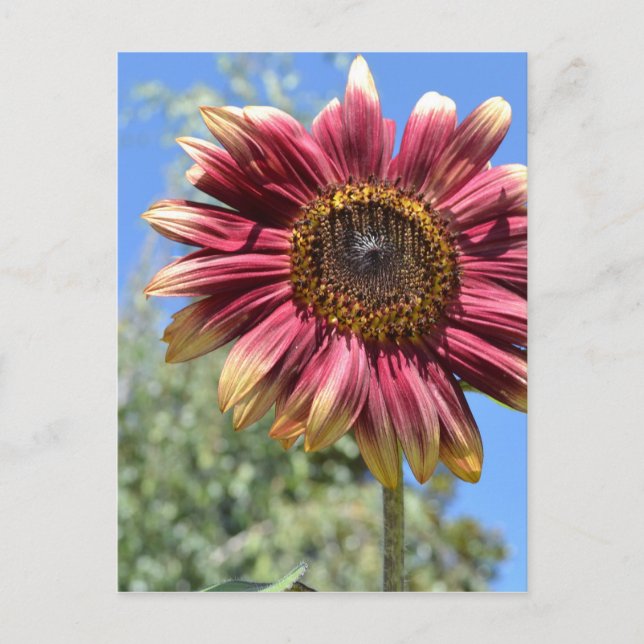 Red Sunflower Postcard (Front)
