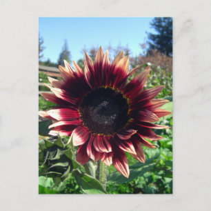 Red Sunflower Postcard
