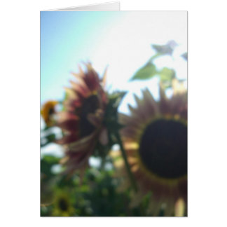Red sunflowers on a sunny day
