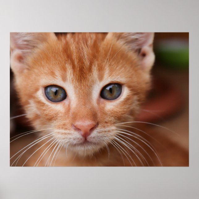 Red Tabby Kitten Poster (Front)