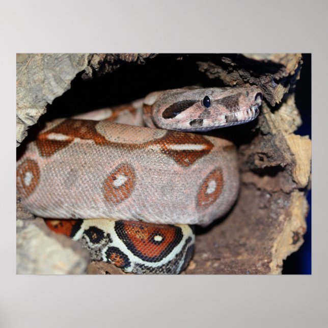 Red Tail Boa Constrictor Poster (Front)