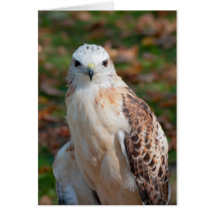 Red Tail Hawk