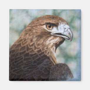 Red-tail Hawk airbrush Magnet