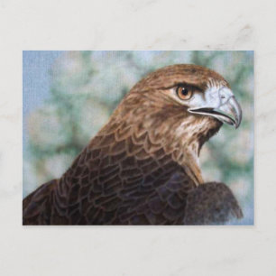 Red-tail Hawk airbrush Postcard