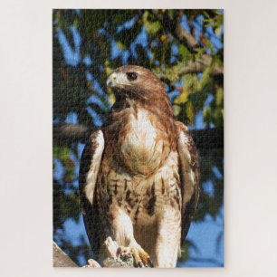 Red Tail Hawk, Bird Of Prey Jigsaw Puzzle