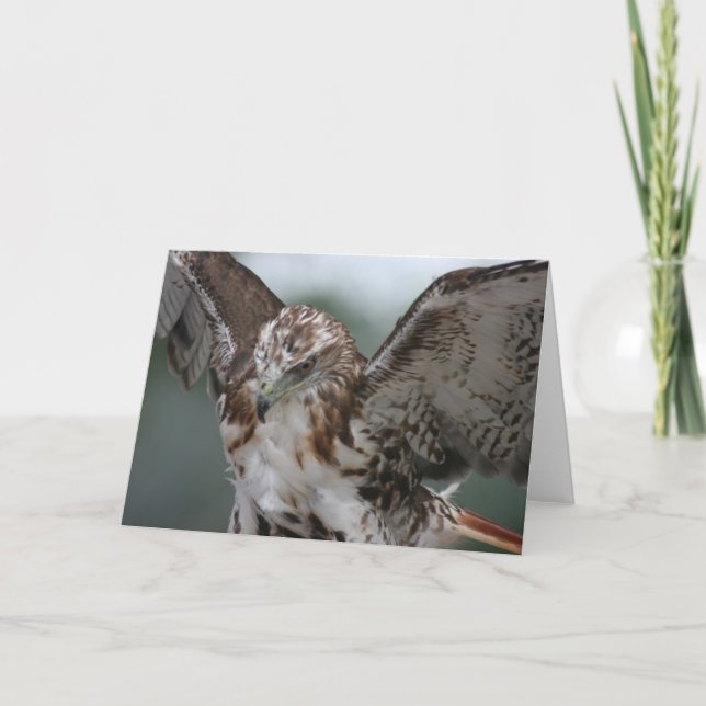 "Red Tail Hawk" Bird Photo Greeting Card (Front)