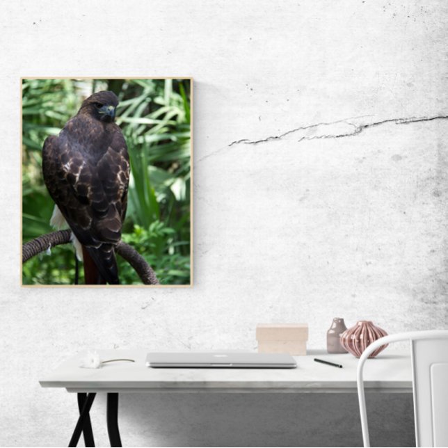Red Tail Hawk Bird Photo Poster (A poster of a red tail hawk bird posing on a branch)