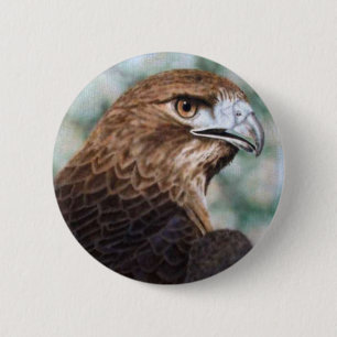 Red-tail Hawk Button