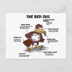 Red-tail Hawk Cartoon Postcard