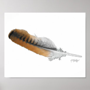 Red-tail Hawk feather Poster