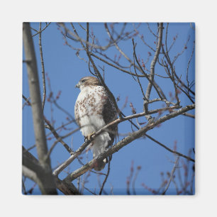 Red tail hawk magnet