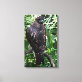 Red Tail Hawk Photograph Wrapped Canvas