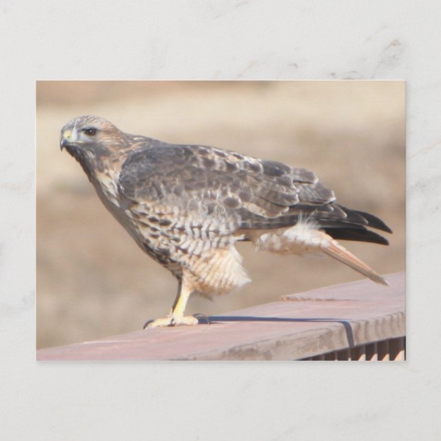 Red Tail Hawk Postcard (Front)