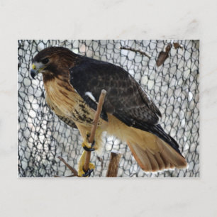 Red Tail Hawk Postcard