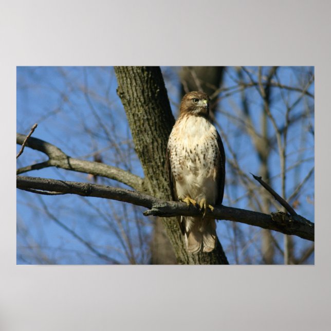 Red-Tail Hawk Poster (Front)