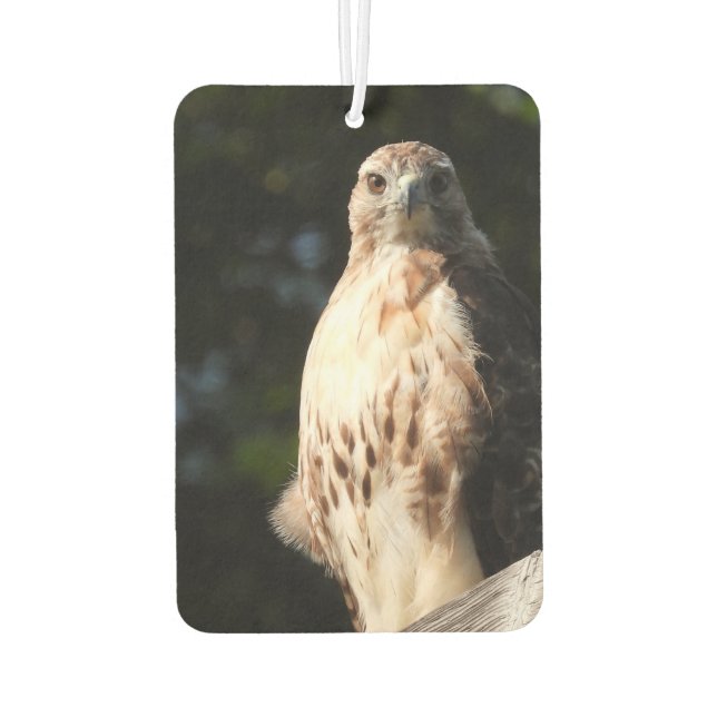 Red Tail Hawk Stare Down Car Air Freshener (Back)