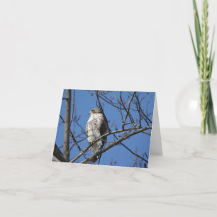 Red Tail Hawk Thank You Card