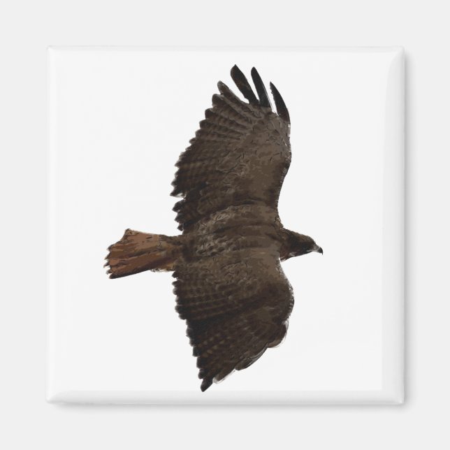 Red-tail sketch magnet (Front)