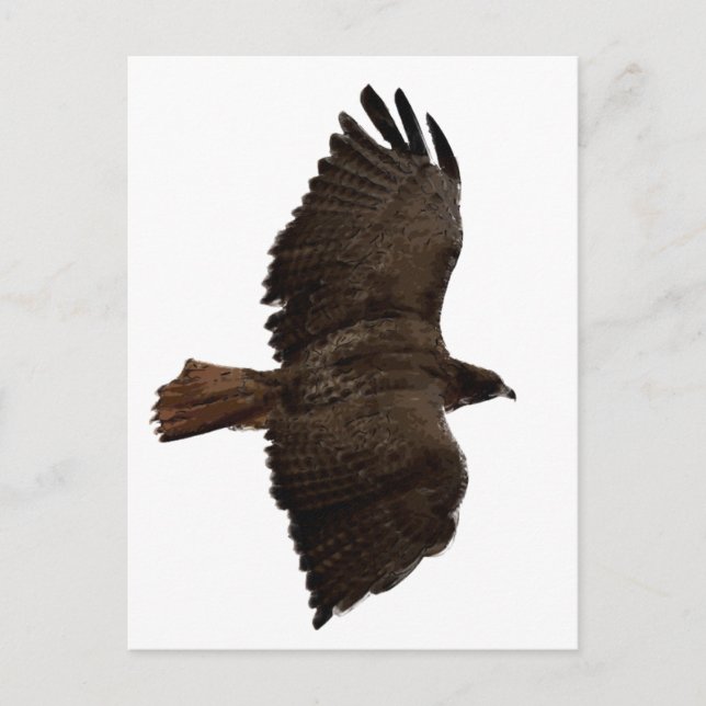 Red-tail sketch postcard (Front)