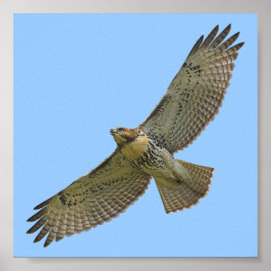red-tail soaring poster