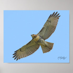 red-tail soaring poster