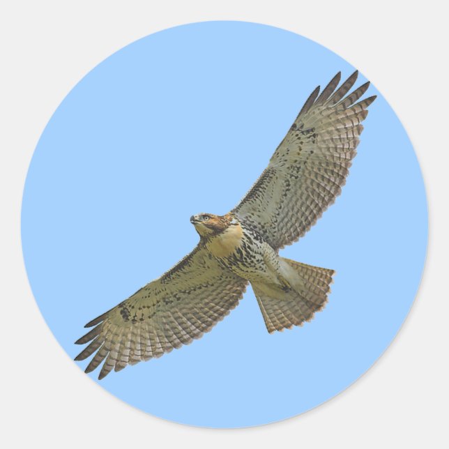 red-tail soaring Stickers (Front)