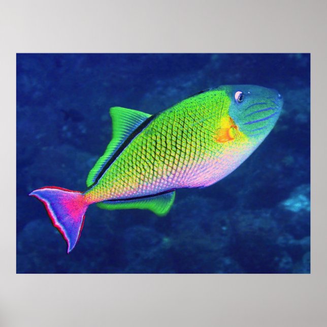Red Tail Triggerfish Poster (Front)