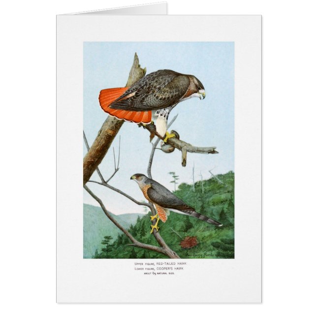 Red-tailed and Cooper's Hawks (Front)