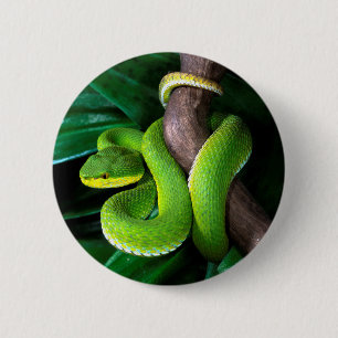 Red-tailed bamboo pitviper 6 cm round badge