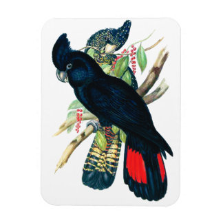 Red tailed, Black (Banksian) Cockatoos. Magnet